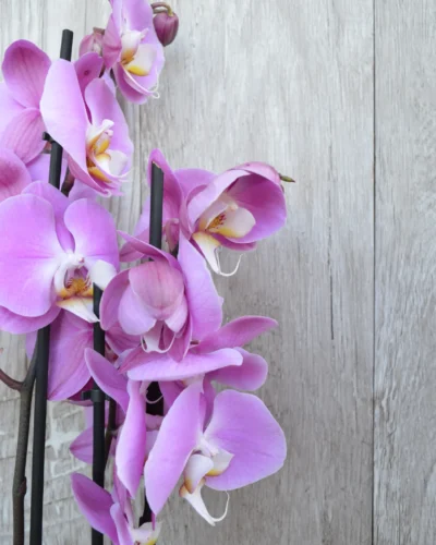 3 ágas lepke orchidea kaspóban