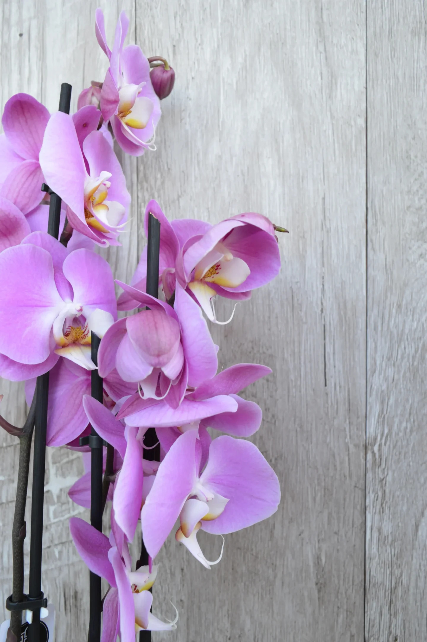 3 ágas lepke orchidea kaspóban