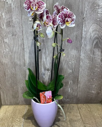 Cascade lepke orchidea Kaspóban