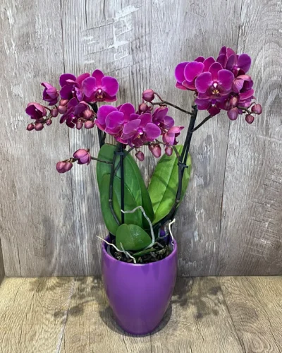 Phalaenopsis multiflora orchidea kaspóban